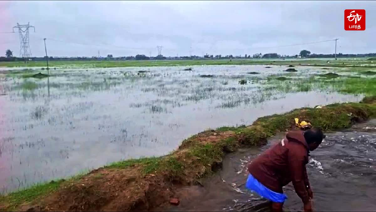 ஏரி மதகு உடைந்து வெளியேறிய நீரால் 200 ஏக்கர் நெற்பயிர்கள் தண்ணீரில் மூழ்கி சேதம்