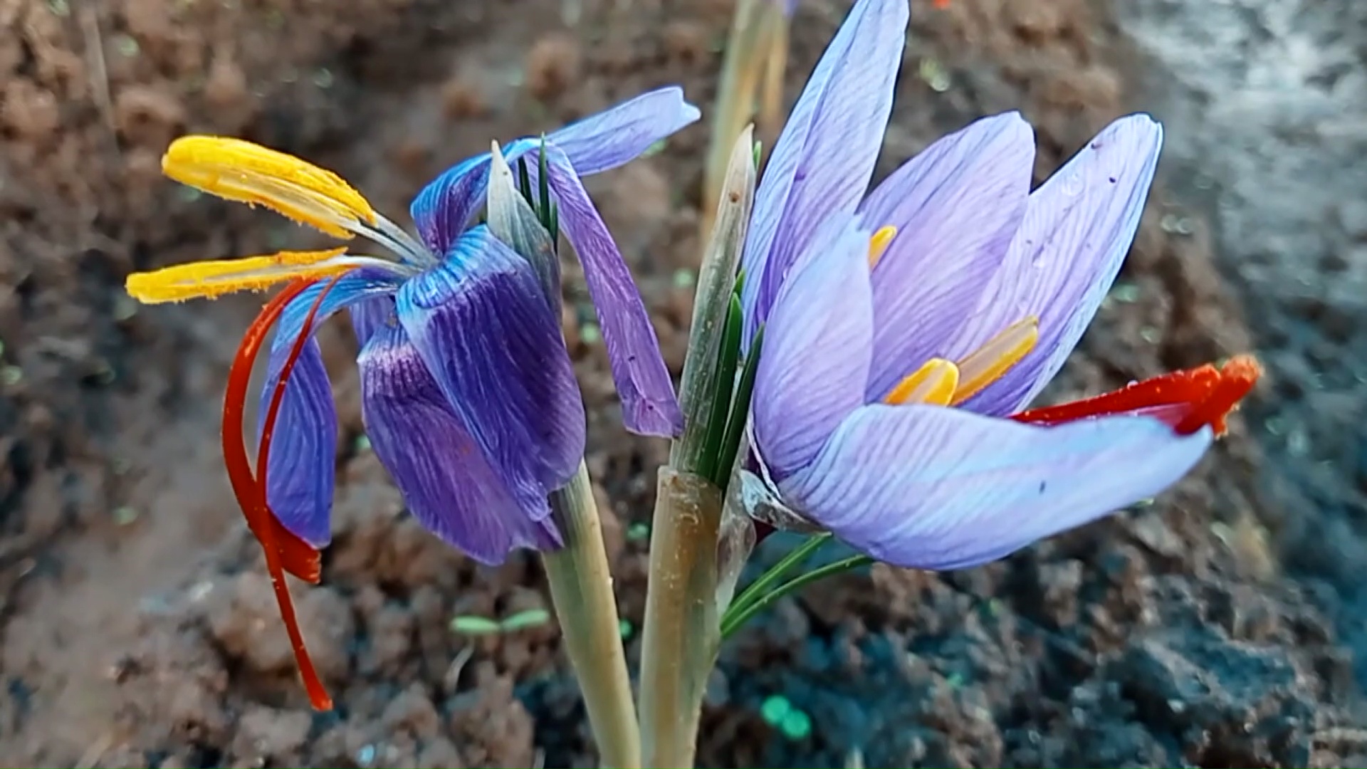 Saffron Cultivation In Kerala