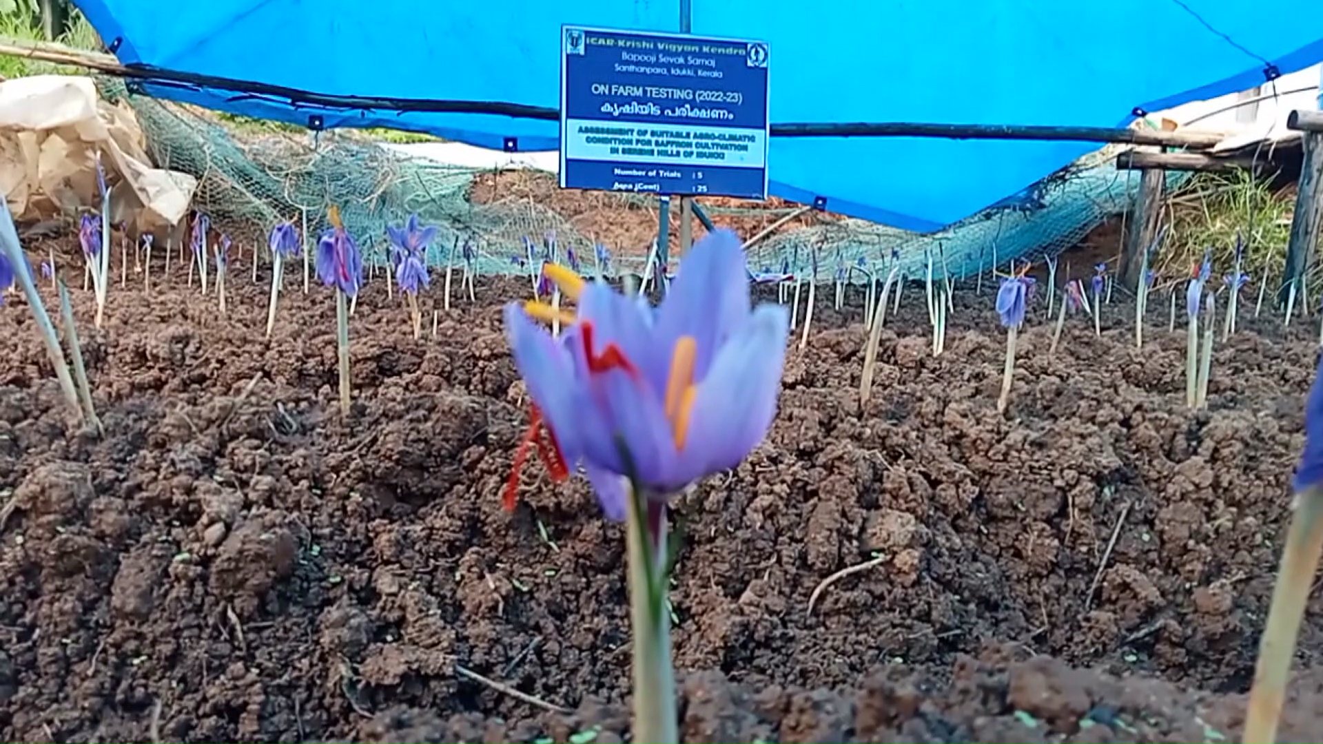 Saffron Cultivation In Kerala