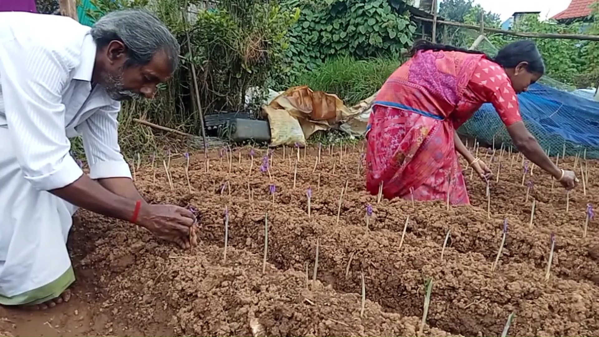 Saffron Cultivation In Kerala