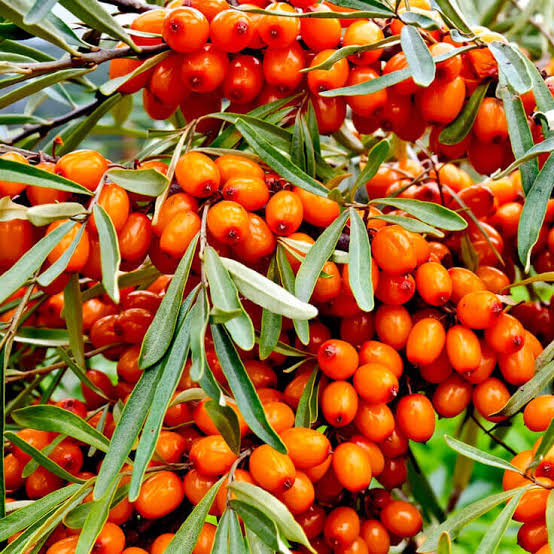 Seabuckthorn