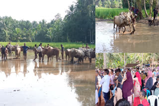 cattle race Kozhikode  Bull racing Chelannur Kozhikode  Kalapoottu the cattle race Kozhikode Chelannur  ചേളന്നൂരിലെ കാളപൂട്ട് മത്സരം  ചേളന്നൂരിലെ കാര്‍ഷിക കൂട്ടായ്‌മ  കാളപൂട്ട് മത്സരം