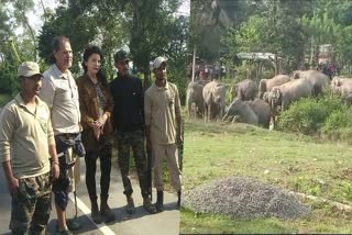 Golaghat Elephent Terror