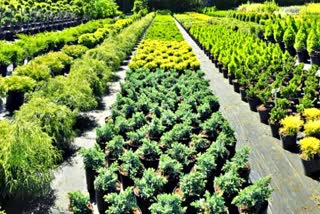 55 Plant Species in Himachal JICA Nursery