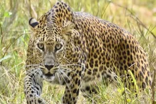 Indore Leopard movement