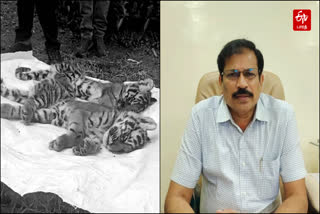 mudumalai tiger reserve field director said that there is no intrusion of hunting gangs in nilgiris