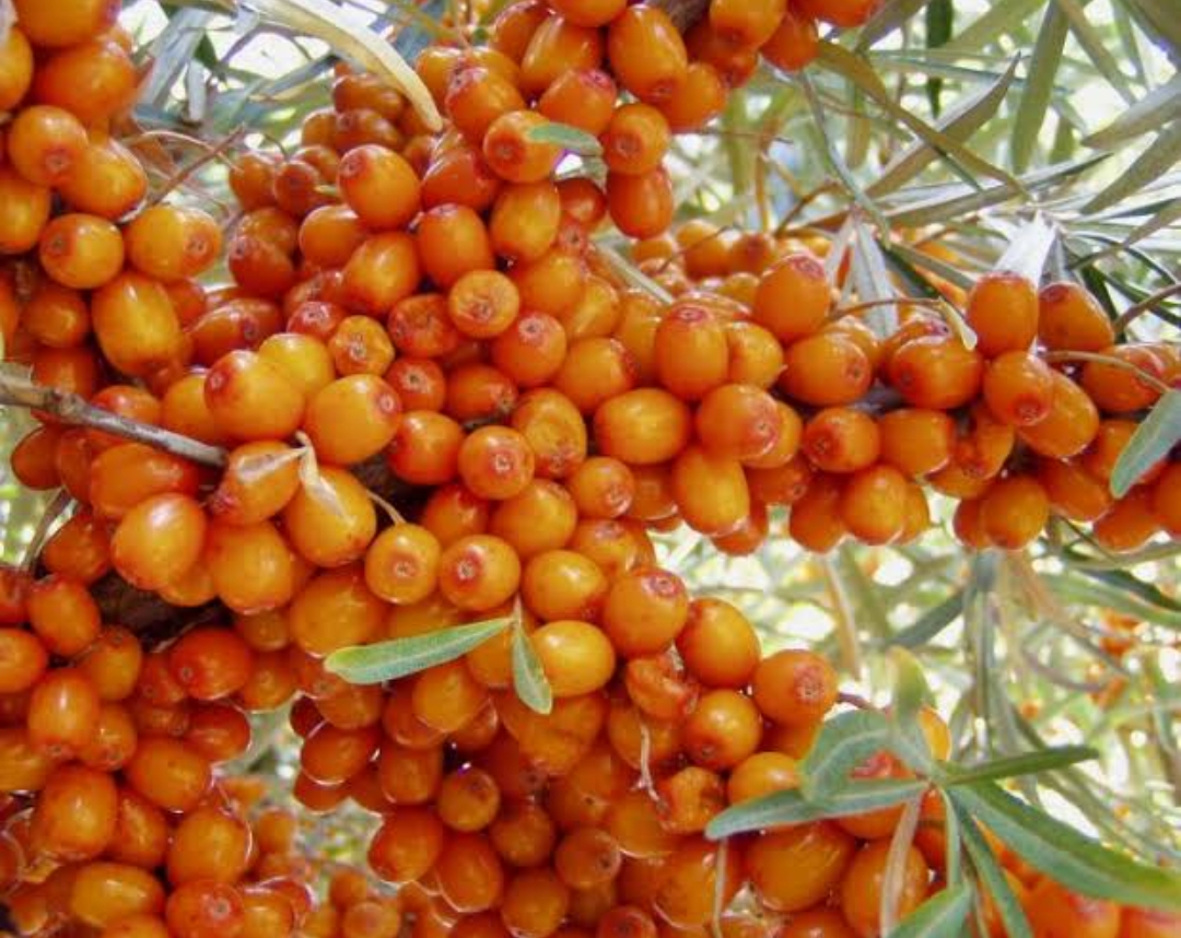 Seabuckthorn