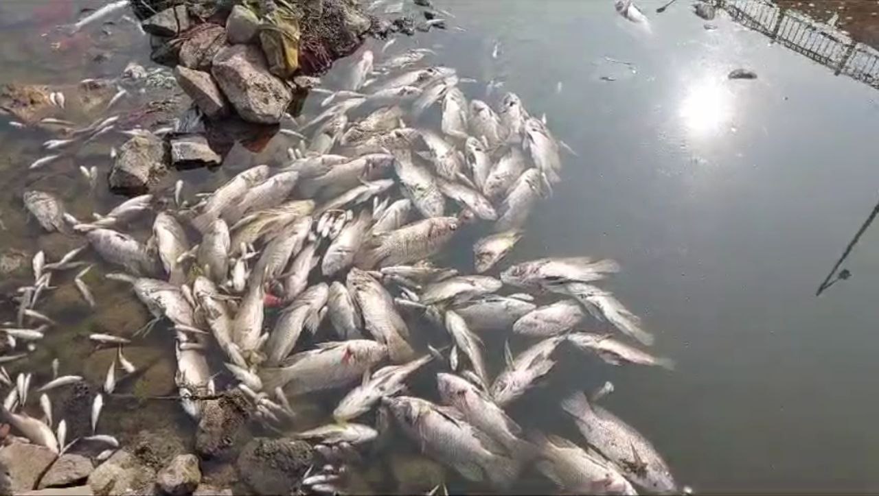 fish found dead in Shipra river in Ujjain