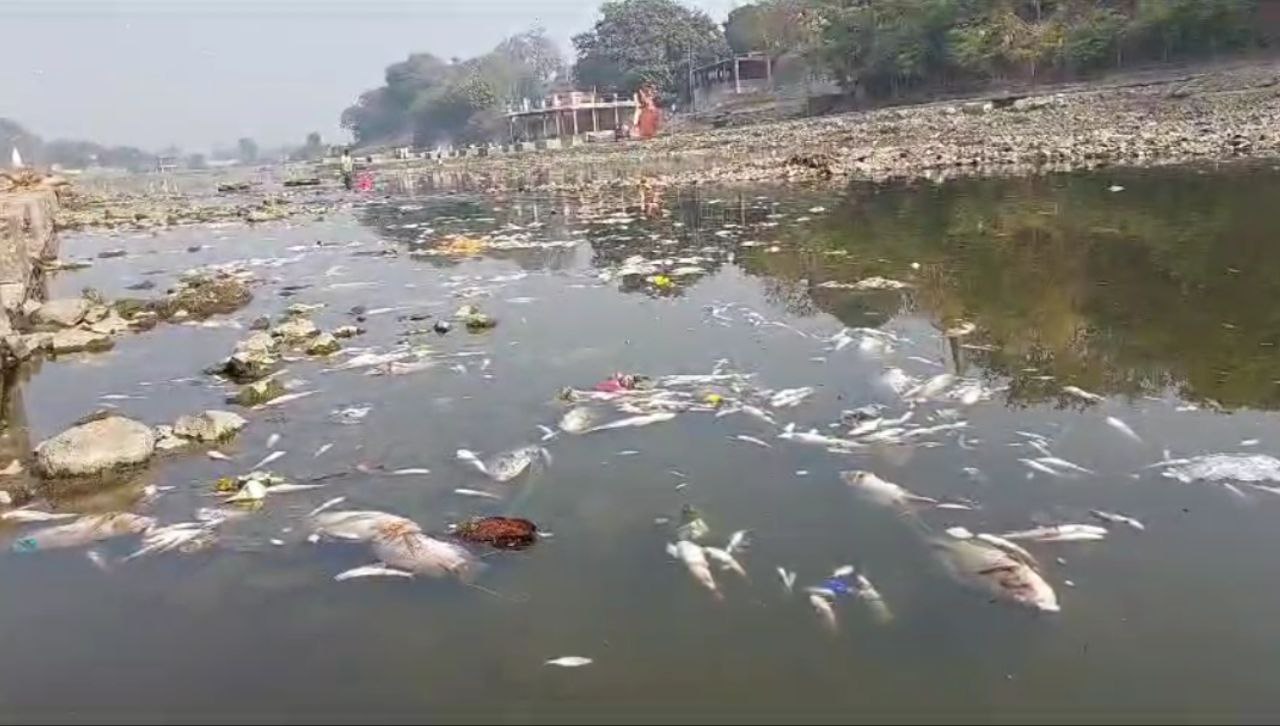 fish found dead in Shipra river in Ujjain