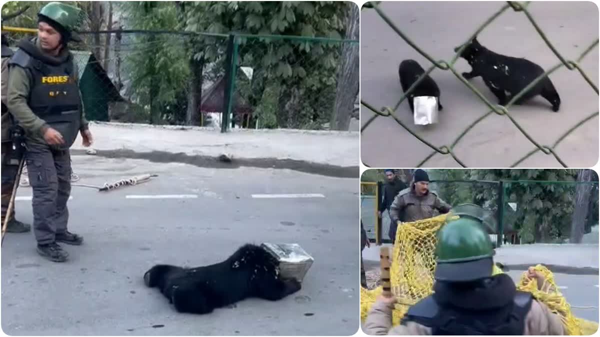 Bear cub head stuck in canister in Chamoli