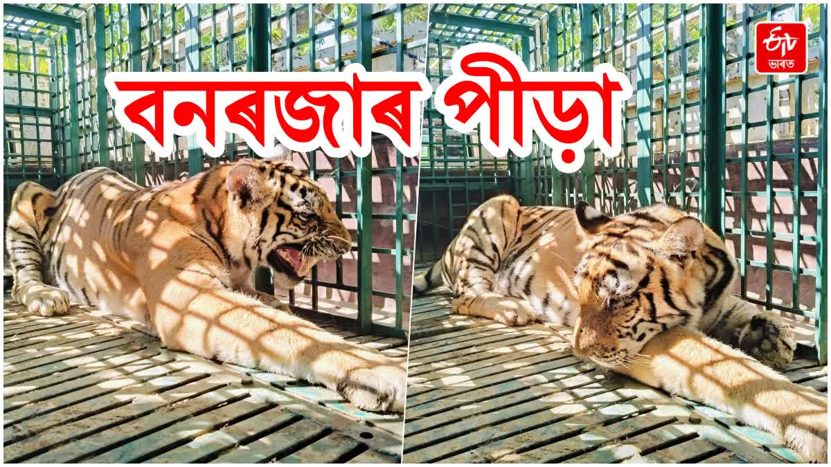 6 people arrested for kaliabor tiger attack case