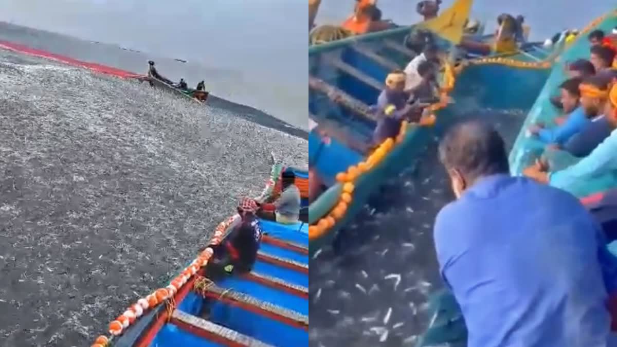 SARDINE FISH SHOAL KERALA  കേരളത്തിൽ മത്തി ചാകര  LATEST NEWS IN MALAYALAM  കാസര്‍കോട് മത്തി ചാകര