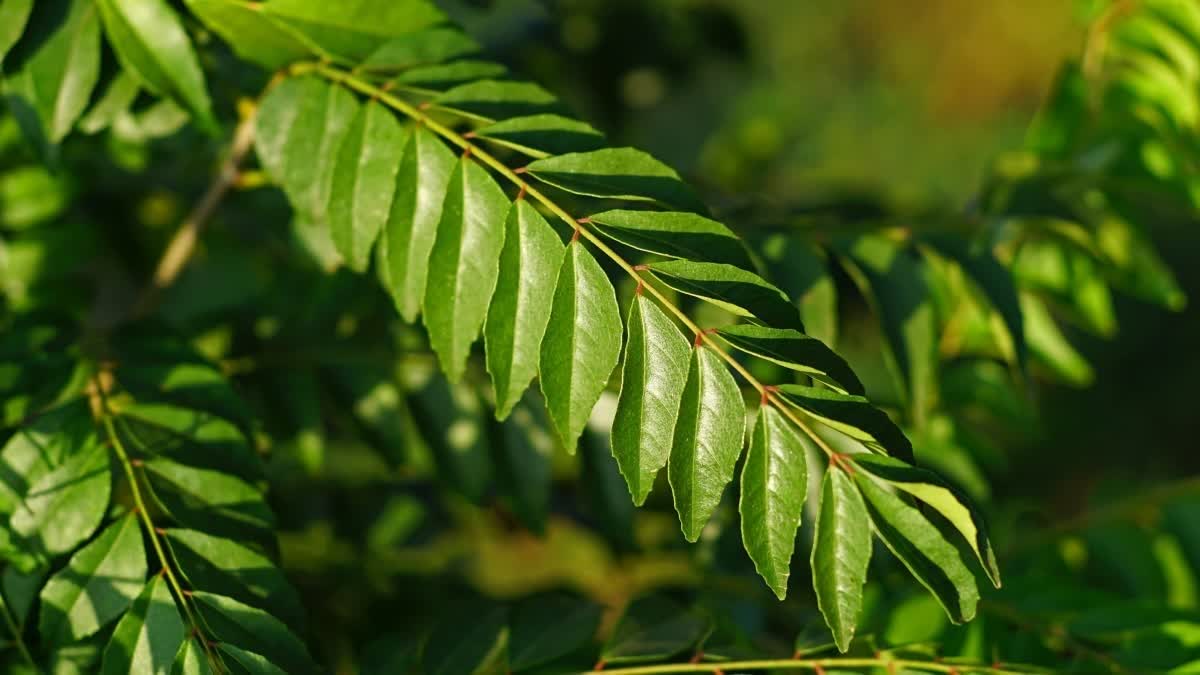 CURRY LEAVES HEALTH BENEFITS  CURRY LEAVE FOR HAIR AND WEIGHTLOSS  EATING CURRYLEAVES ON EMPTY STOMACH  കറിവേപ്പിലയുടെ ആരോഗ്യ ഗുണങ്ങൾ