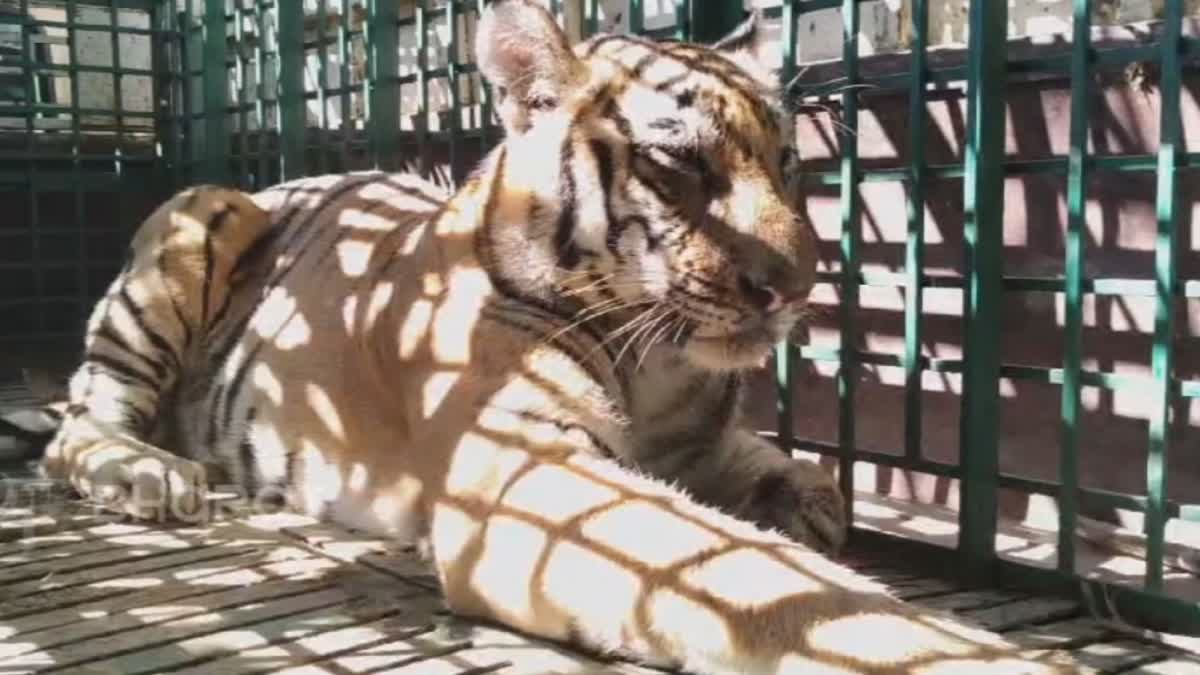 Royal Bengal Tiger in Assam