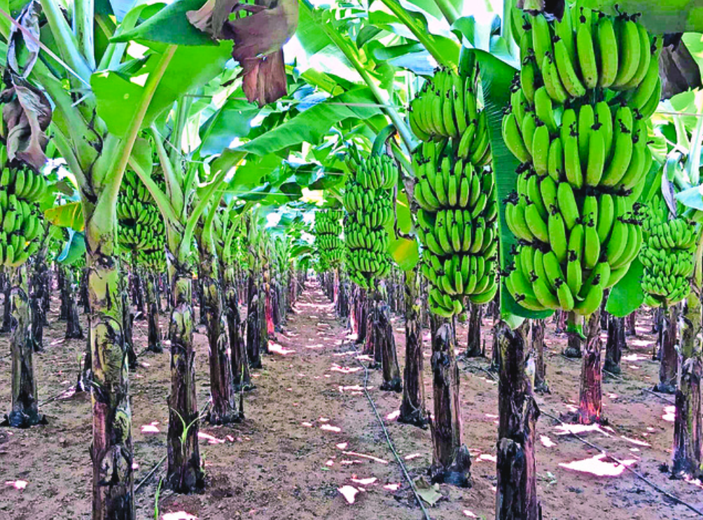 Anantapur Bananas Exports to Arab Countries