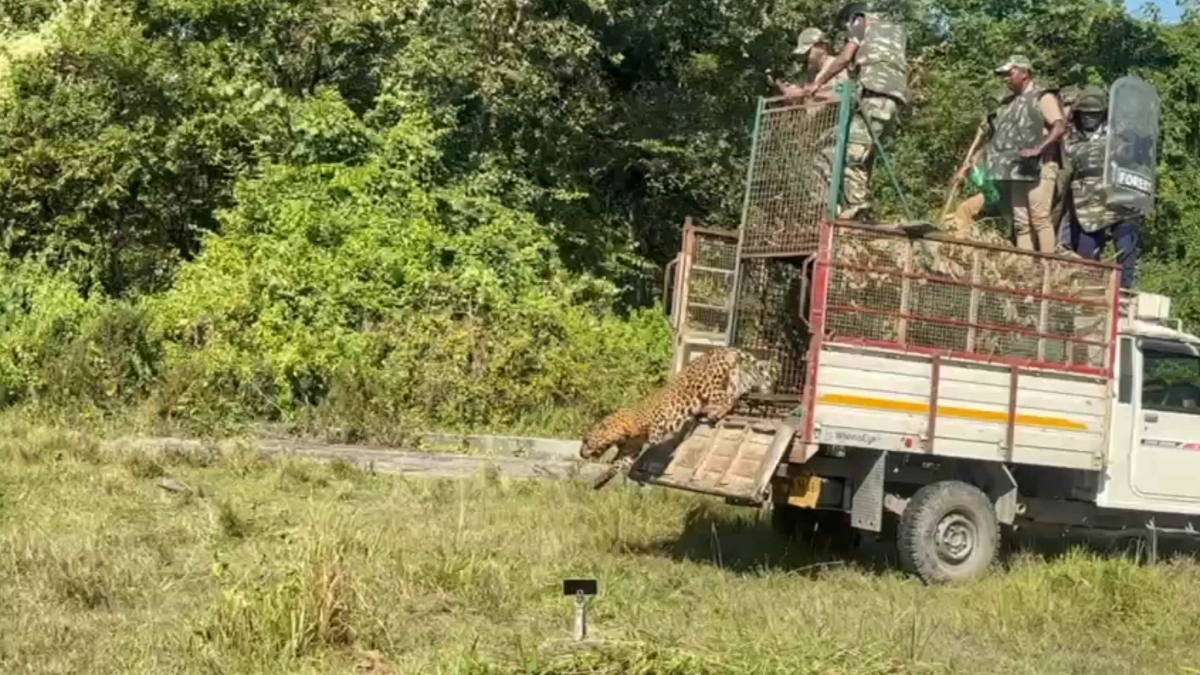 LEOPARD CAGED IN TEA GARDEN