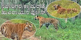 TIGER WALKS IN FRONT OF SAFARI VEHICLE