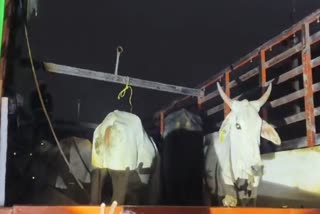 गौवंश कराया मुक्त