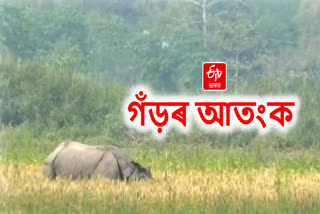 Rhino terror in Majuli