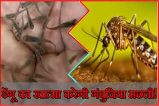 Dengue rise in Haryana