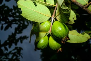 GUAVA LEAVES FOR DIABETES  GUAVA LEAVES TEA AND WATER  പേരക്ക ഇലയുടെ ആരോഗ്യ ഗുണങ്ങൾ  GUAVA LEAVES HEALTH BENEFITS