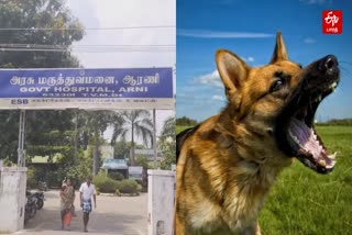 ஆரணி அரசு மருத்துவமனை, நாய் கோப்புப்படம்