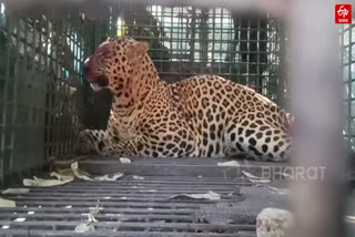 LEOPARD CAGED IN TEA GARDEN