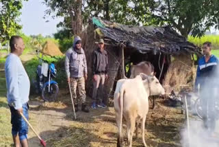 KHATIMA LEOPARD ATTACK