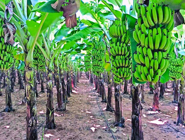 Bananas From Anantapur To Travel By Ships To Arab Countries