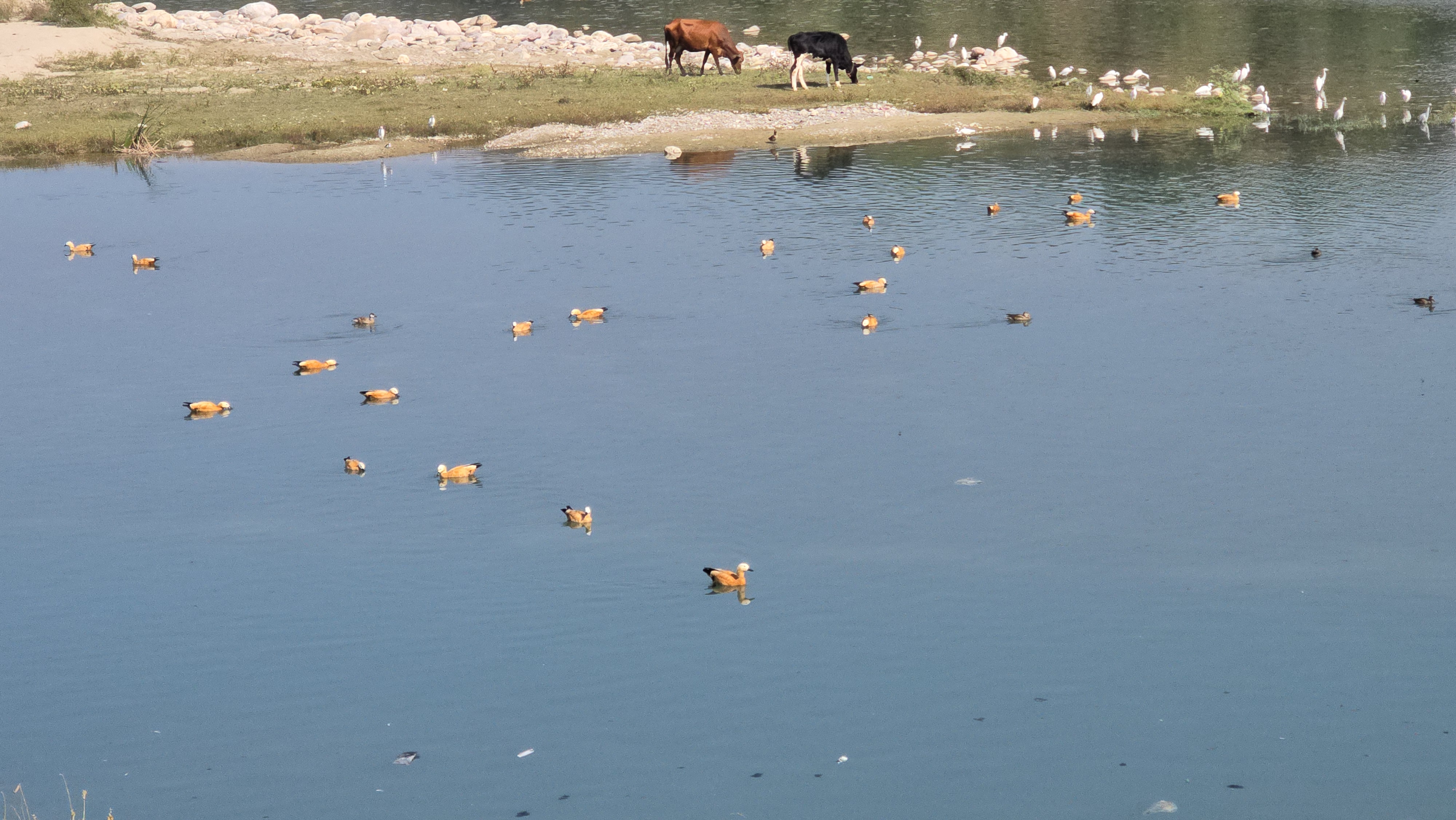 Jim Corbett Park Migratory Birds