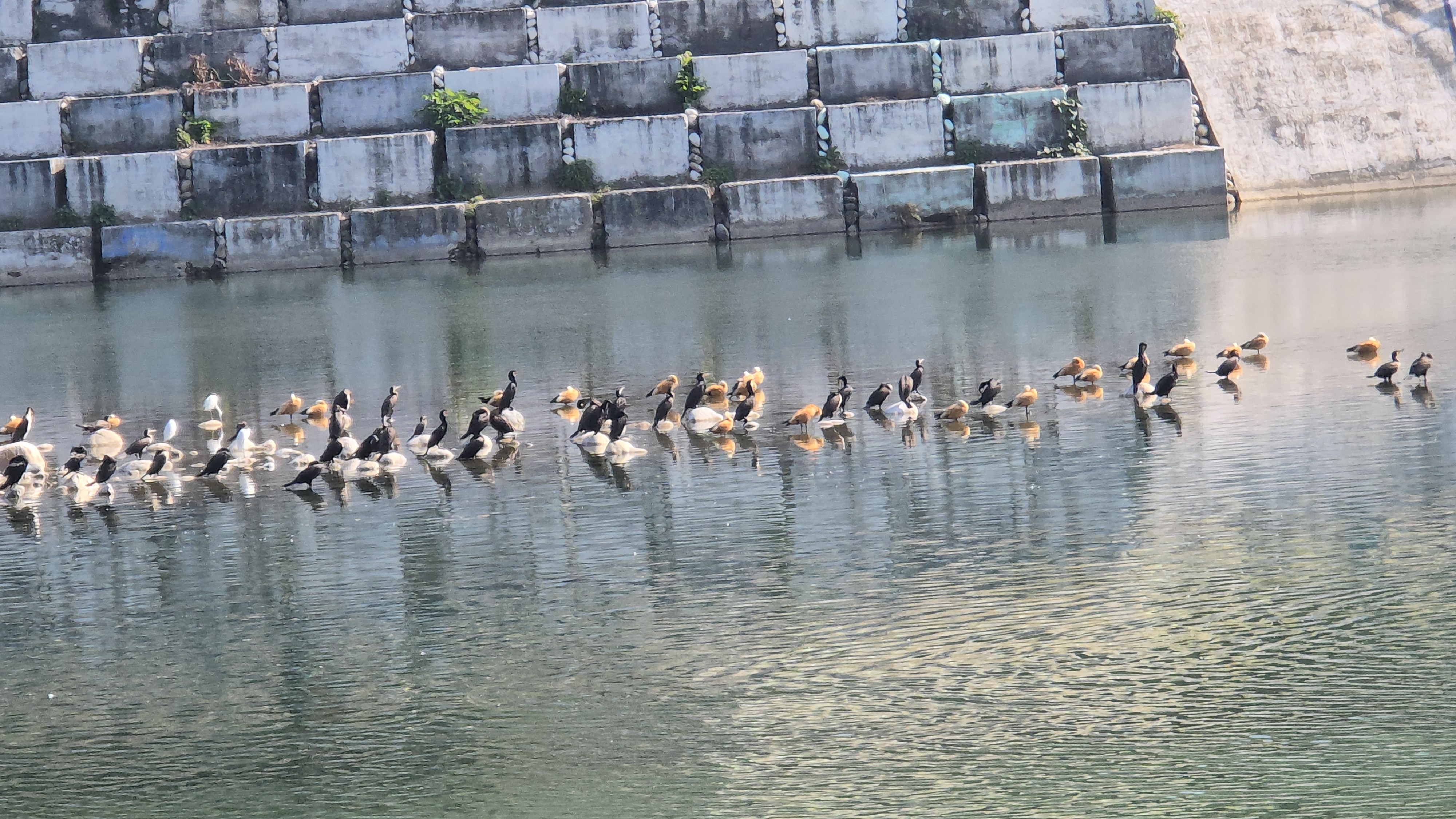 Jim Corbett Park Migratory Birds