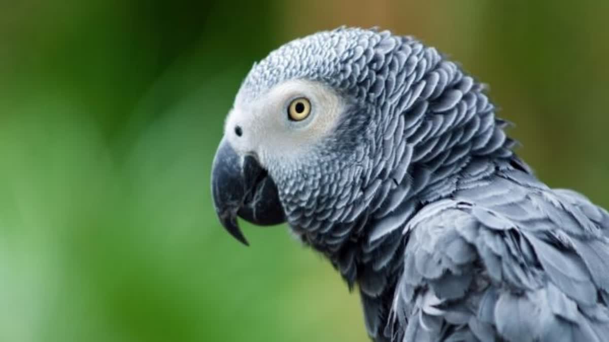 Divorce Dispute On African Grey Parrot