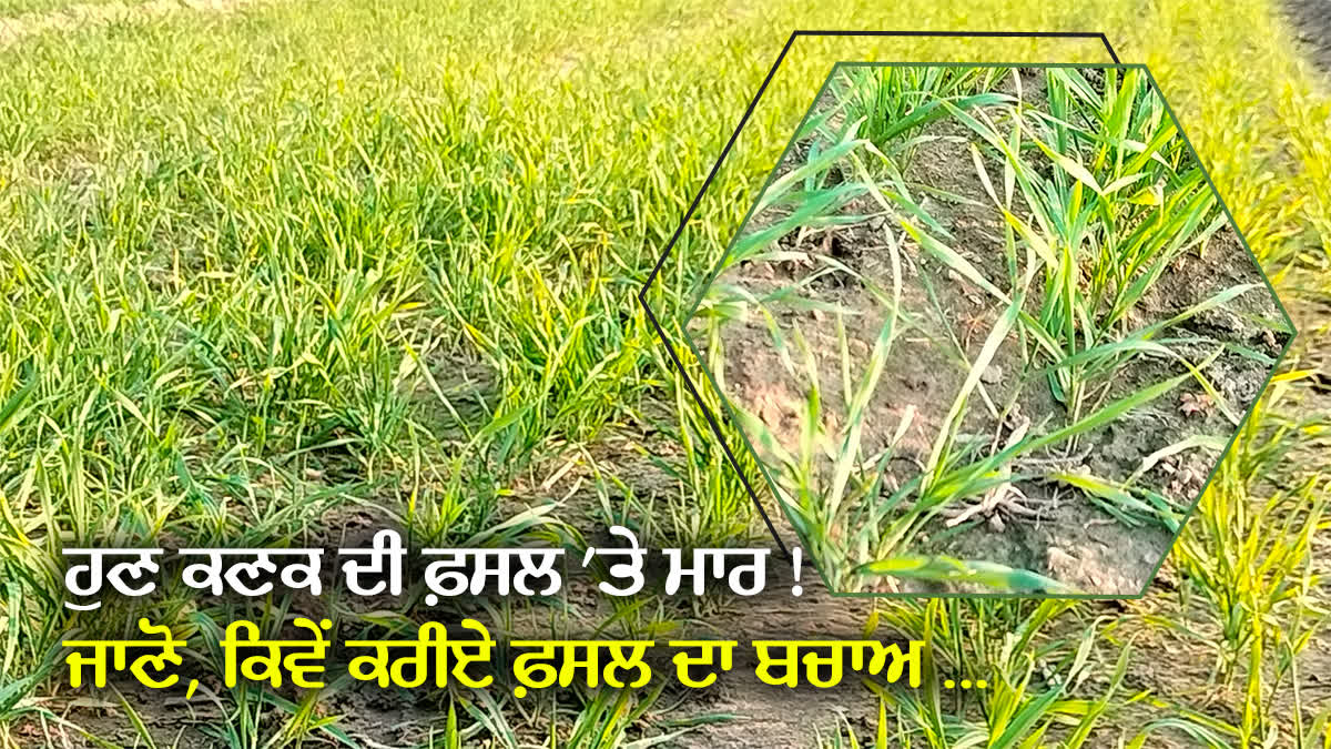 Yellowness In Wheat, PAU, Ludhiana