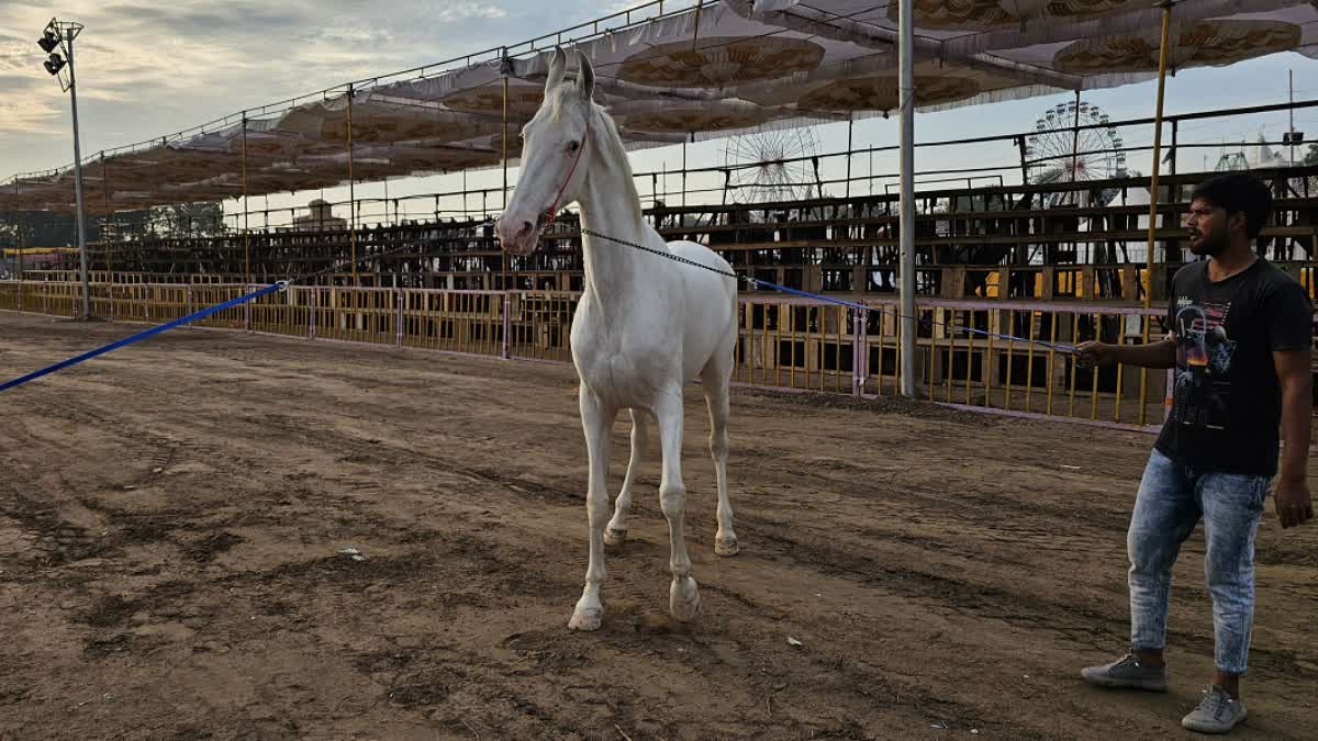 Sarangkheda Horse Festival