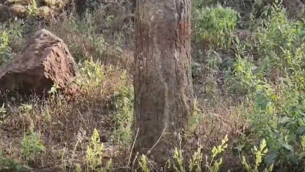 insects attacking Sal trees in Mainpat  forest Ambikapur