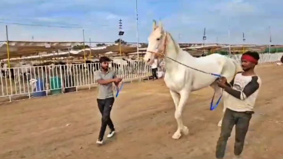 Nadurbar Sarangkheda horse market