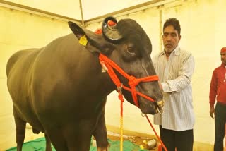 Golu 2 Buffalo Eating Dry Fruits