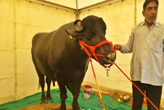 The six year old buffalo, Golu-2 from Haryana's Panipat has become the center of attraction at the three-day Dairy and Cattle Expo.