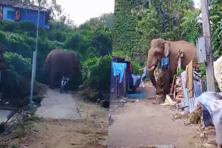 Wild Elephant  Wild Elephant Attack  Pazhaya Munnar Wild Elephant Issue  Wild Elephant Padayappa  Idukki Wild Elephant Attack  കാട്ടാന  കാട്ടാന ശല്യം  ഇടുക്കി കാട്ടാന  തോട്ടം മേഖലയില്‍ കാട്ടന ശല്യം  ഇടുക്കി തോട്ടം മേഖല കാട്ടന