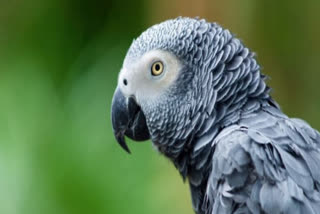 African Gray Parrot  African Gray Parrot Divorce Case  Pune African Gray Parrot Divorce Case  African Gray Parrot Delayed Divorce Proceedings  African Gray Parrot Impact In a Divorce Case  വിവാഹമോചനം  ആഫ്രിക്കന്‍ ചാര തത്ത വിവാഹമോചനം  ആഫ്രിക്കന്‍ ചാര തത്ത വിവാഹമോചന നടപടി വൈകിപ്പിച്ചു  പൂനെ ആഫ്രിക്കന്‍ ചാര തത്ത  വിവാഹമോചനം ആഫ്രിക്കന്‍ ചാര തത്ത പൂനെ