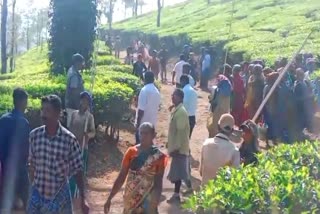 Three injured in tiger attack at Nilgiris tea estate