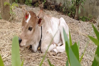 cow_gave_birth_to_punganur_heifer_in_surrogacy