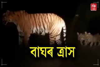 TIGER VIDEO VIRAL IN MAJULI