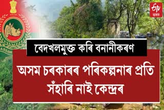 Afforestation Assam