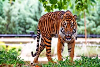 Tiger hunted boar in Satpura Tiger Reserve