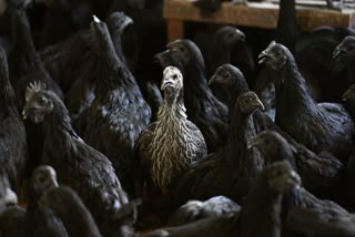 Kadaknath immunity booster of winter