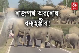 Numaligarh wild elephant