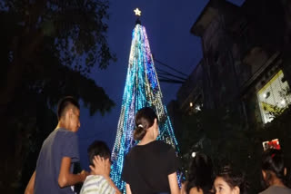 65-feet tall pine conifer in Mumbai holds the title for the tallest natural Christmas tree in the country