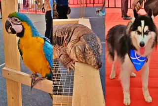 Petex Pet Care Exhibition