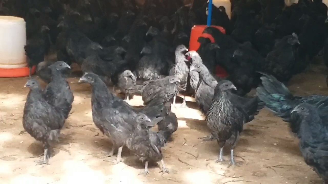 Kadaknath Chicken Demand In Winter